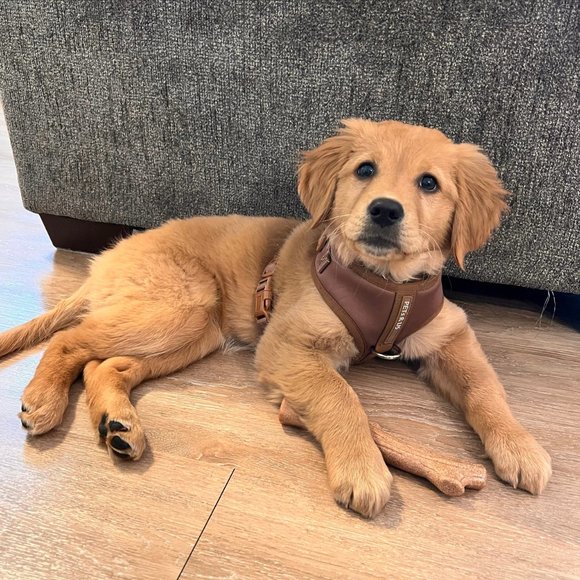 PETsRUS Premium No Pull Dog Harness 2 Leash Clip Bronze Leather Brown Neoprene - Picture 10 of 16